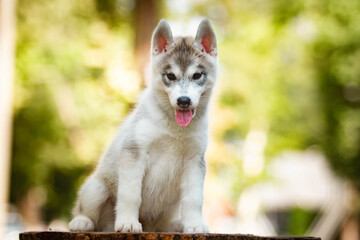 Siberian Husky puppy outdoors. Gray dog