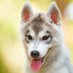 Siberian Husky puppy outdoors. Gray dog