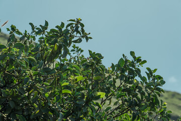 Santalum ellipticum, commonly known as ʻIliahialoʻe (Hawaiian) or coastal sandalwood. Kaena ponit...