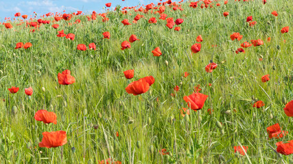 blühender Mohn in der Eifel