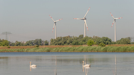 Panoramic view over beautiful lake landscape with wind turbines to produce green energy, electrical power lines and pair of white wild swans in the lake, Germany, Summer, at blue sky and sunny day.