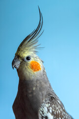 Head Shot of Cockatiel Parrot against Blue Background