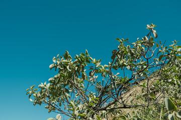 Santalum ellipticum, commonly known as ʻIliahialoʻe (Hawaiian) or coastal sandalwood. Kaena ponit trail, Oahu, Hawaii