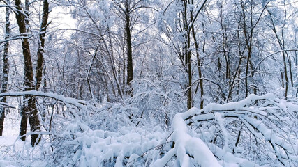 Beautiful snow-white winter forest 