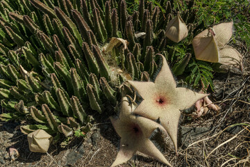Stapelia gigantea is a species of flowering plant in the genus Stapelia of the family Apocynaceae. Zulu giant, carrion plant and toad plant. Kaena ponit trail, Oahu, Hawaii