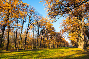 View of city park in autumn