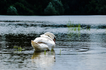 Mute swan in lake