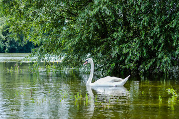 Mute swan in lake