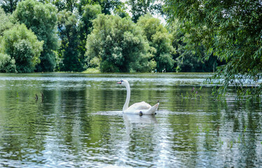 Mute swan in lake