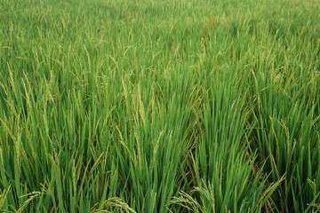 green rice field and ready to harvest