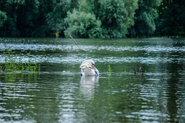 Mute swan in lake