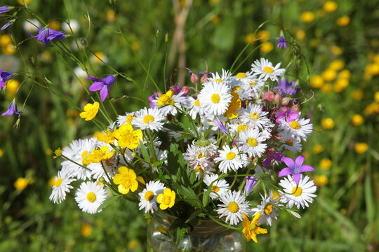 Image of a bouquet of wildflowers in a glass jar white daisies yellow buttercups blue bells on a blurred background of a green field.Wild plants on a bright sunny summer day close up