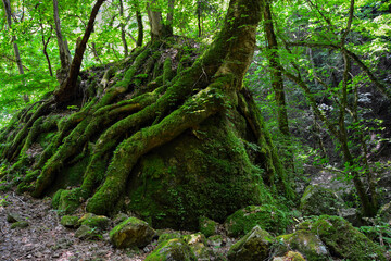 岩を抱いた木々