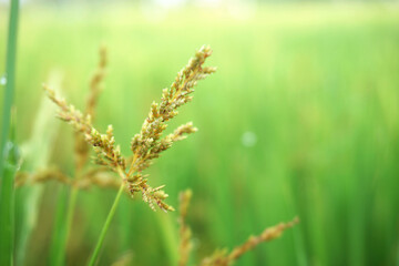 Fototapeta na wymiar Rice flower siolated with blurry rice field background