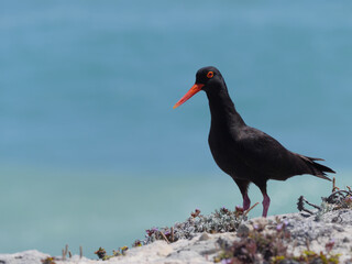 African oystercatcher or African black oystercatcher (Haematopus moquini), Western Cape. South Africa