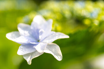 梅雨の晴れ間の紫陽花（ガクアジサイ）