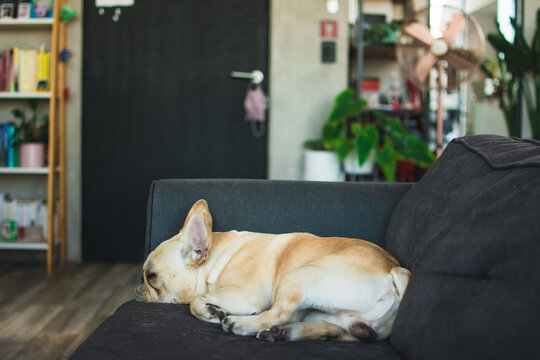 Adorable dog sleeping on the couch