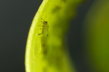 Green aphids suck the sap from a leaf.Colony of plant parasites. Italy. 