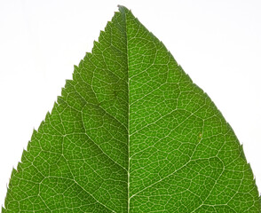 Tropical background green plant leaf South America forest jungle palm tree