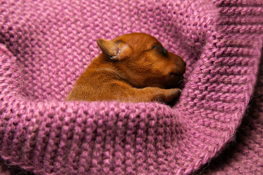 The newborn puppy is wrapped in a warm knitted blanket. Caring care for pets. The puppy is warm and cozy.