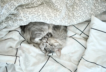 
Cute gray cat sleeping in bed at home
