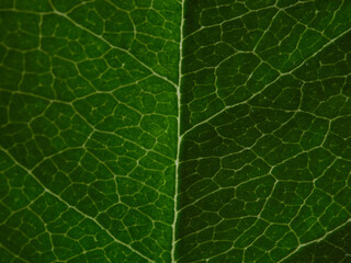 Tropical background green plant leaf South America forest jungle palm tree