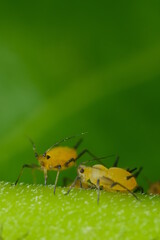 Yellow aphids suck the sap from a leaf.Colony of plant parasites. Italy. 