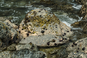 Turbinaria ornata. ORNATE SEAWEED. Kaena Point State Park，Oahu, Hawaii. Colobocentrotus atratus, the helmet urchin or shingle urchin, is a species of sea urchin in the family Echinometridae.

