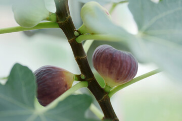 Fresh and delicious fruit, in a simple and comfortable home atmosphere