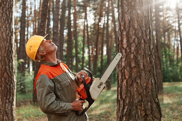 Woodsman wearing uniform and protective helmet holding saw in hands and looking , at high tree he needs to cut, professional deforestation, timber working, using chainsaw.