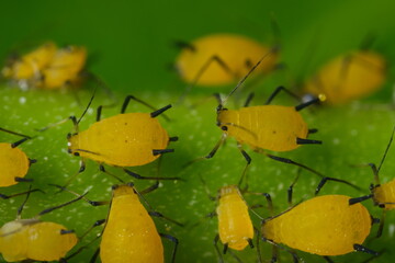 Yellow aphids suck the sap from a leaf.Colony of plant parasites. Italy. 
