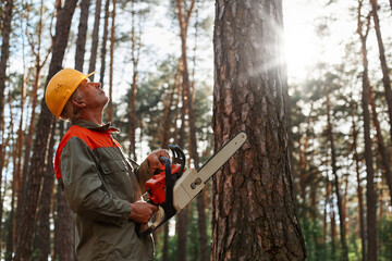 Side view of woodsman with chainsaw in hands looking at tree for cutting, wearing yellow protective helmet and uniform, illegal deforestation, forester working. - obrazy, fototapety, plakaty