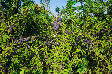 Plums on the branches of trees