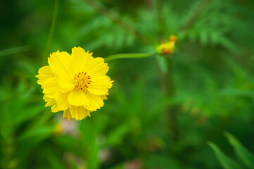 Close-up shot of yellow daisies blooming in the morning light.
soft focus.