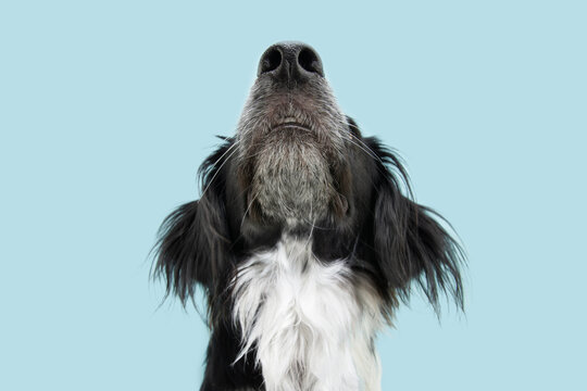 Close-up border collie dog looking up. Isolated on blue background. smelling concept