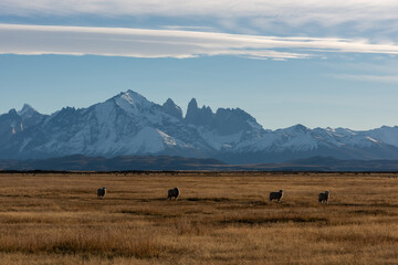 Traveling in Torres del Paine National Park, Chile, South America. Beautiful natural scenery and wild animals.