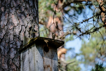 The bird common redstart, Phoenicurus phoenicurus flies inside its bird cage, birdhouse in the forest. Defocused