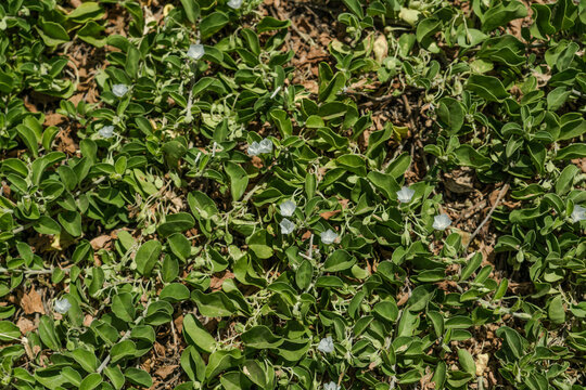 Jacquemontia ovalifolia subsp. sandwicensis. Kaena Point State Park，Oahu, Hawaii. Pa'uohi'iaka is a hearty, salt tolerant, ground cover in coastal habitats. It has a delicate, violet to white color

