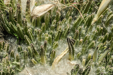 Stapelia gigantea is a species of flowering plant in the genus Stapelia of the family Apocynaceae. Zulu giant, carrion plant and toad plant. Kaena ponit trail, Oahu, Hawaii