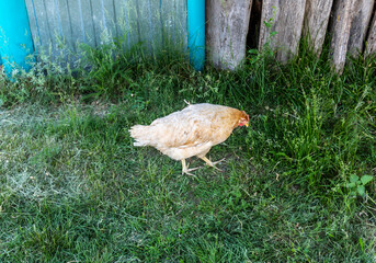 Chicken and rooster walk on herb outside the yard in the village