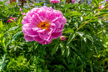 Pink peonies on a bush in the garden in summer