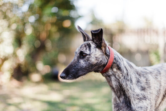 Deerhound cross