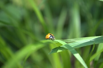 Ladybug On Grass