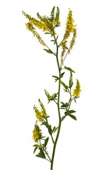 Yellow field flowers isolated on white background with clipping path