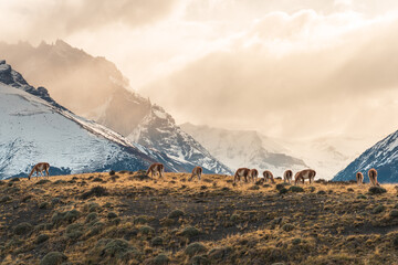 Scenes of wild animals and snow-capped mountains, natural scenery of South America, Torres del Paine National Park, Chile.