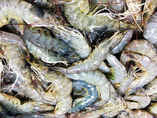 Fototapeta premium fresh shrimps prawns boiling king prawn blue leg shrimp a ton of shrimp seafood boiling into red skin prawn