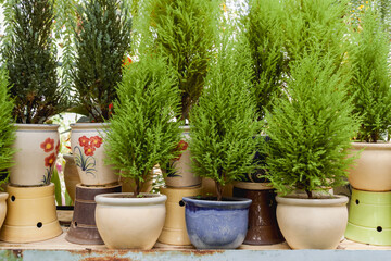 Fototapeta na wymiar Little thuja trees in flower pots.Potted evergreen tree seedlings stand in row. Sale in florist shop.