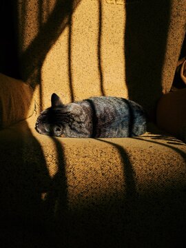 Sleepy Cat