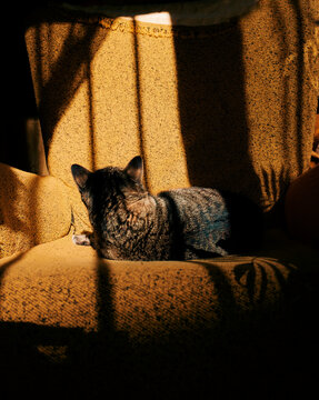 Sleepy Cat