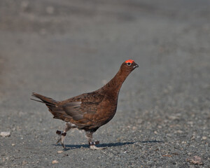 Red grouse ,Lagopus lagopus scotica, with tracking tags on its legs